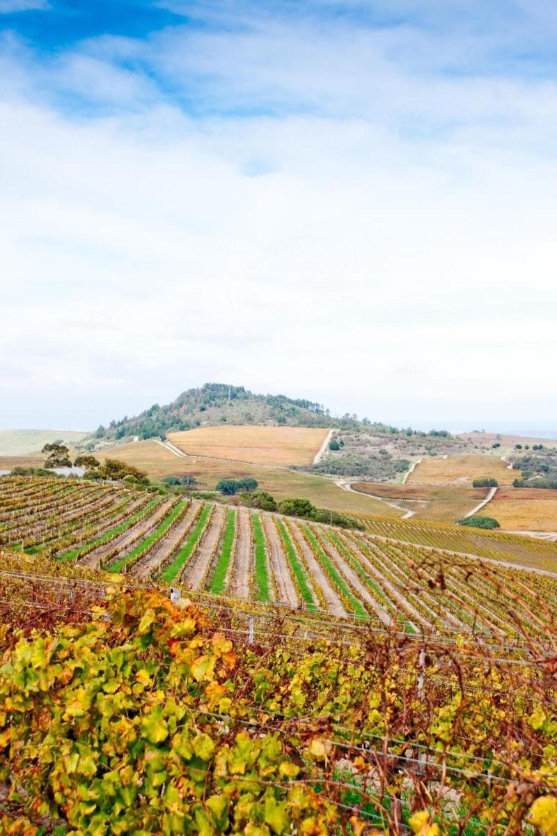 Zevenwacht Wine Estate image
