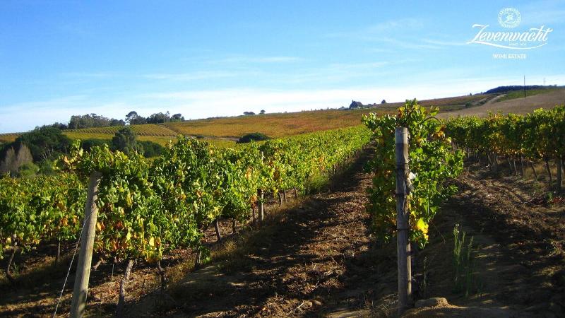 Zevenwacht Wine Estate image