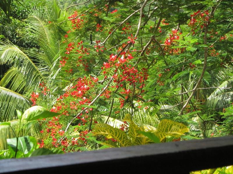 Hibiscus Valley Inn image