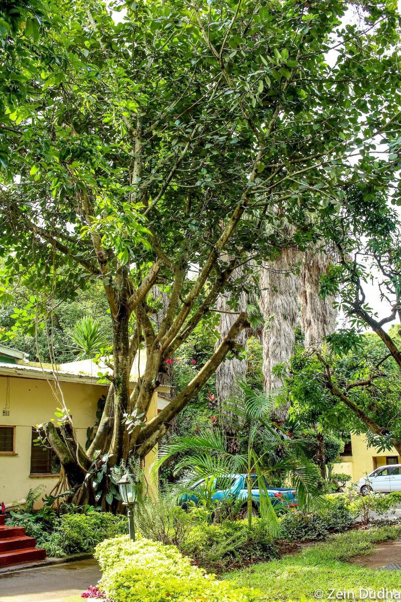Villa 33 image