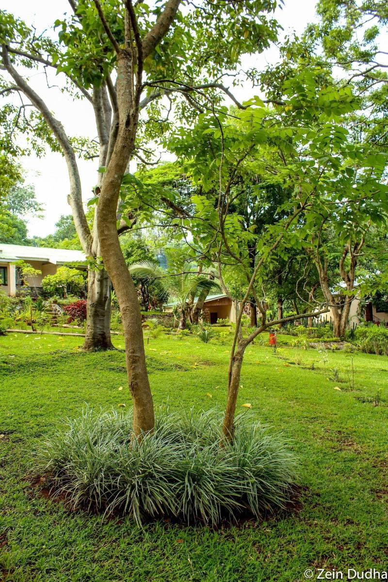 Villa 33 image