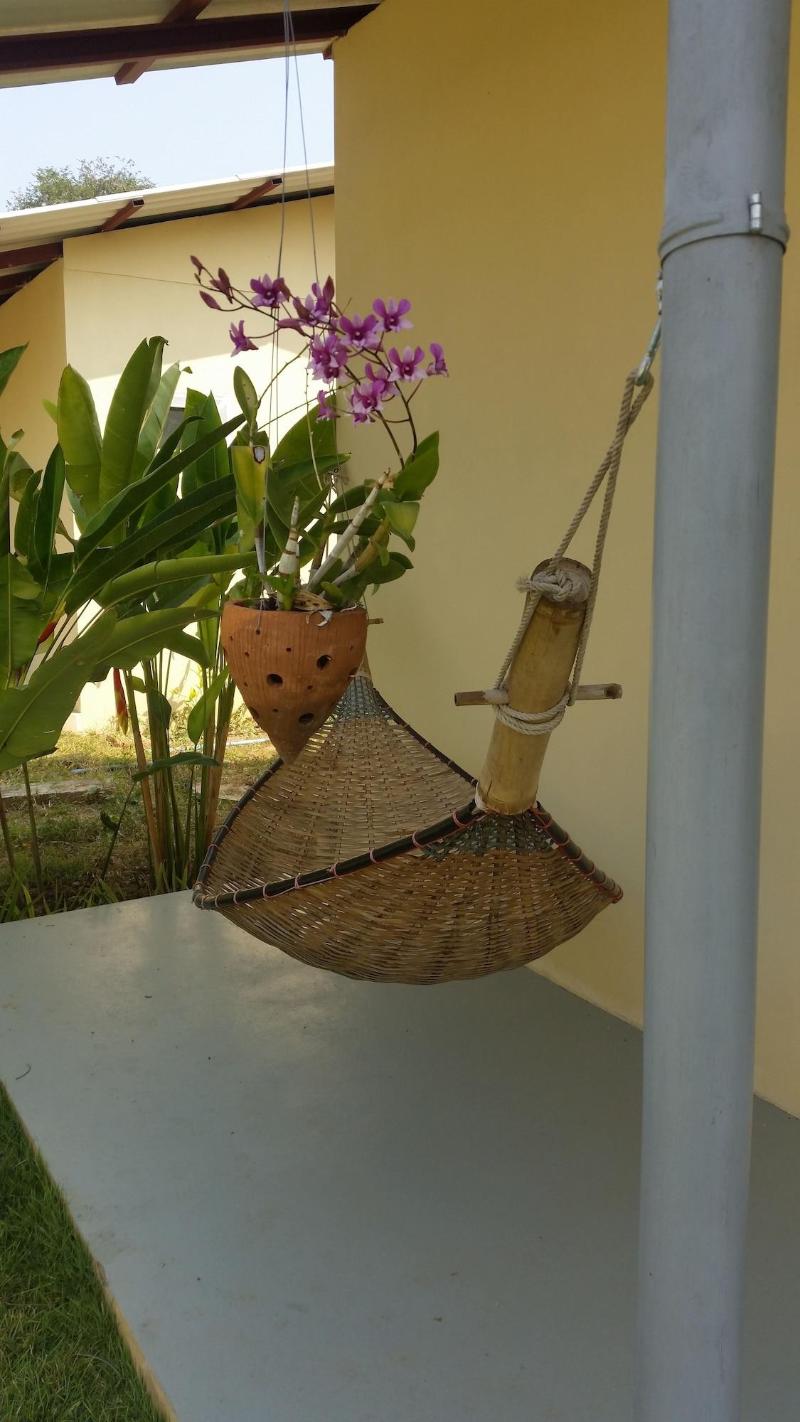 Longan Tree image