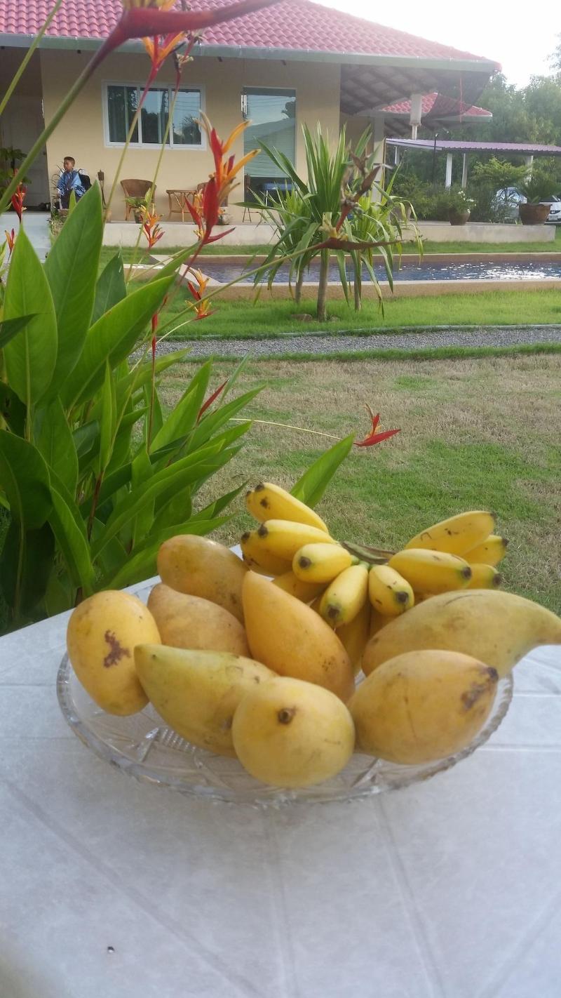 Longan Tree image