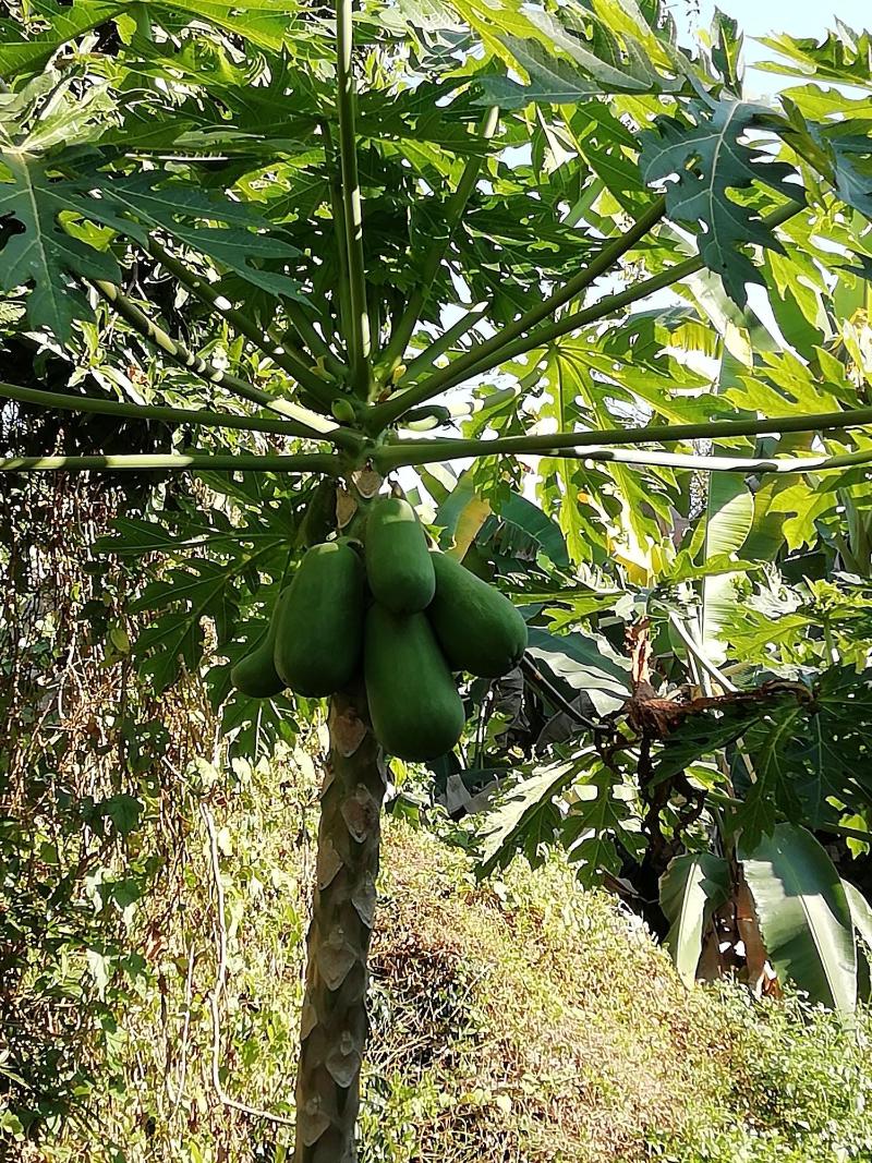 Longan Tree image