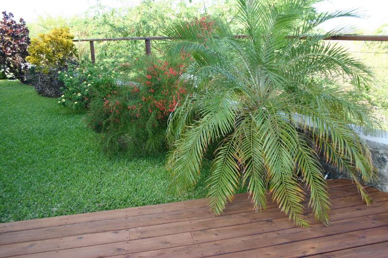Araucaria — photo 3