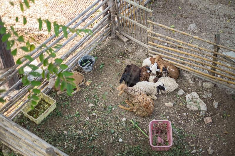 Rai Ruen Rom Organic Farm image