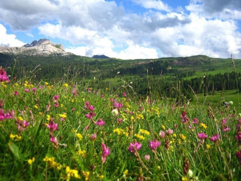 Alpine Hotel Ciasa Lara image
