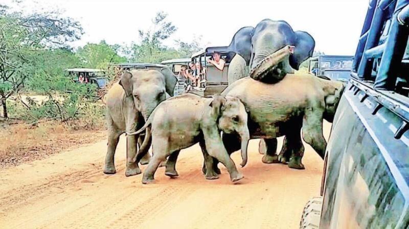 Thevindu Guest Red Mud Resturent image