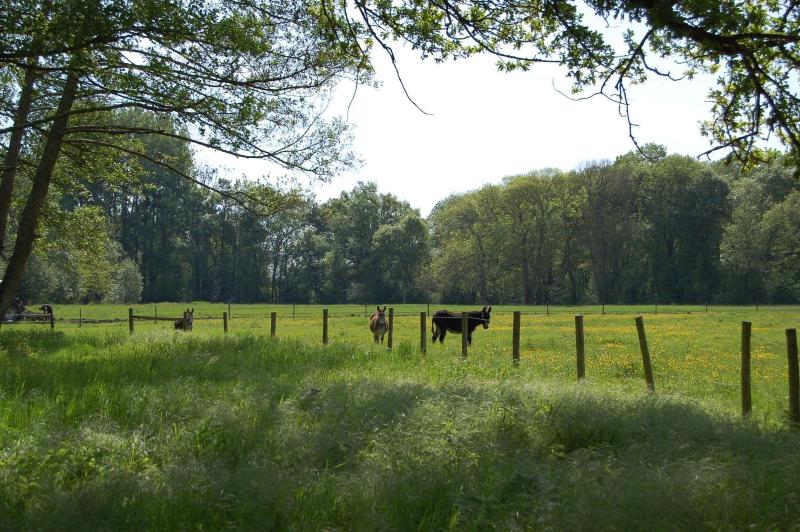 Le Moulin Neuf — photo 4