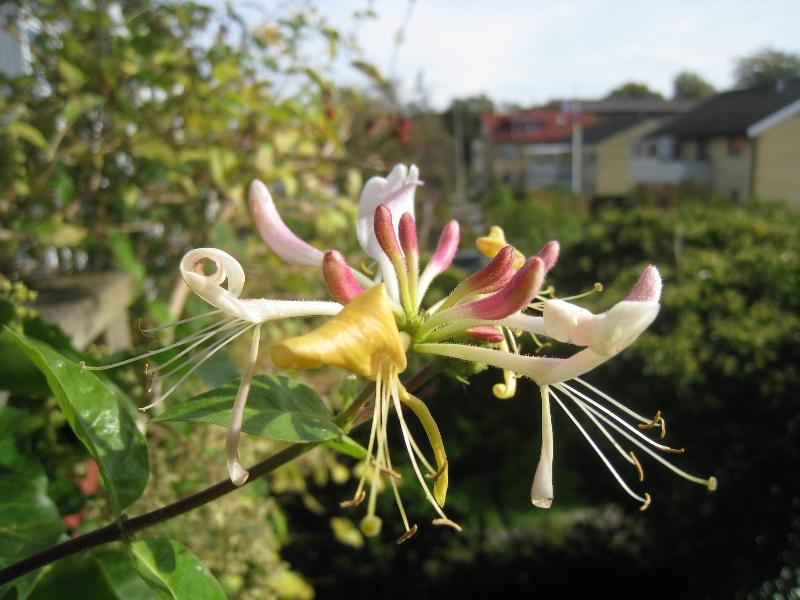 Annes Hus image