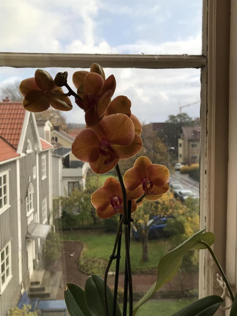Annes Hus image