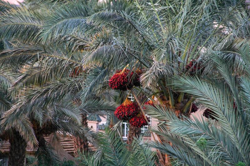 Dar Hnini image