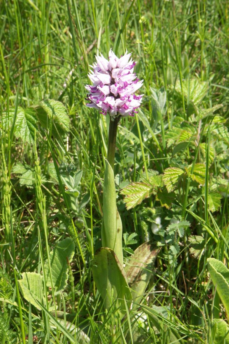 Ra Serve Naturelle De Boussia Re — main photo