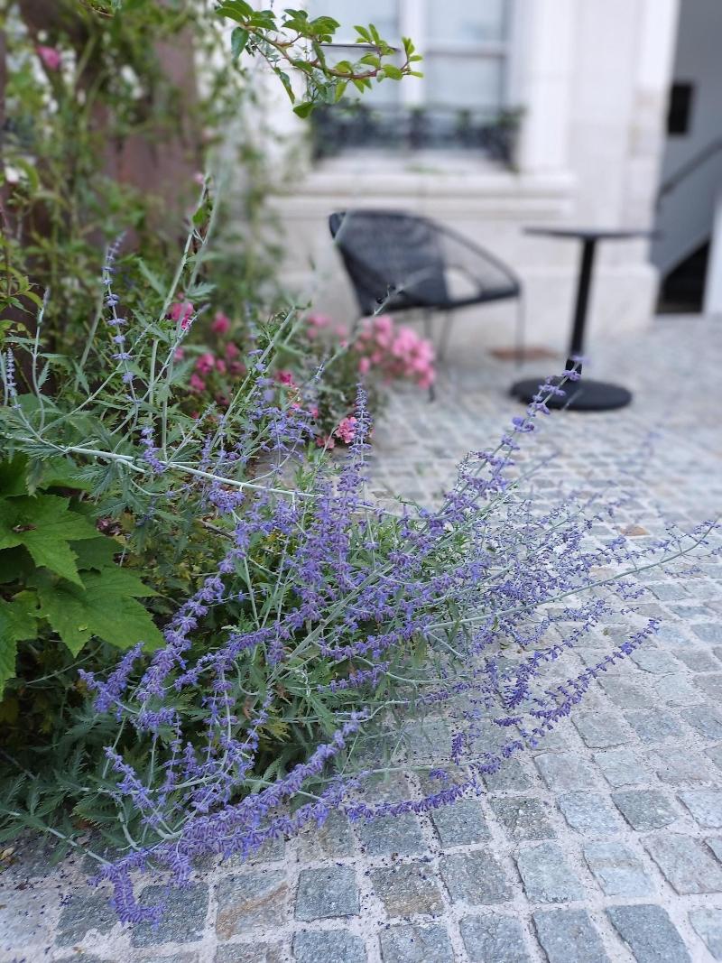 Hotel Loysel Le Gaucher image