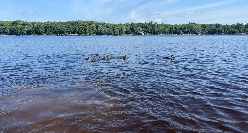 Muskoka Lake Cottages image
