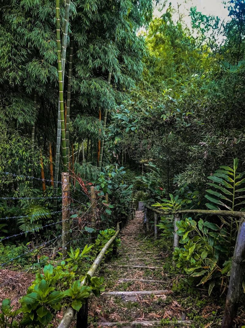 Tree House Finca La Floresta Verde image