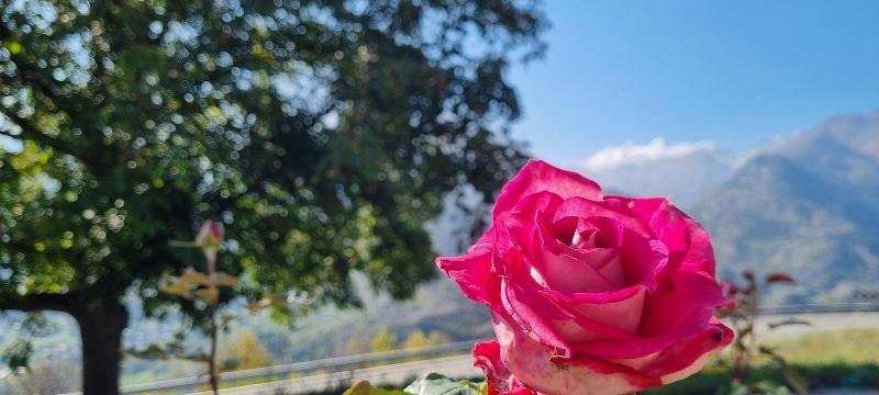 Lo Noyer Et Les Roses image