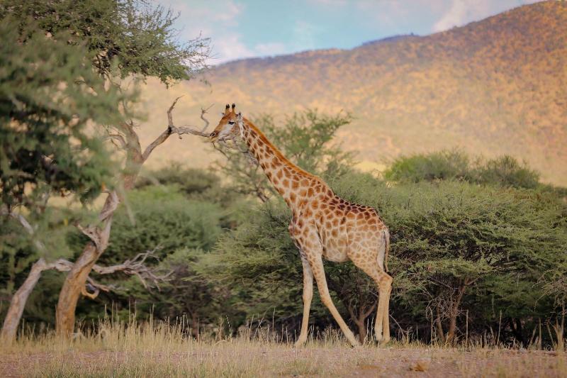Okapuka Safari Lodge image