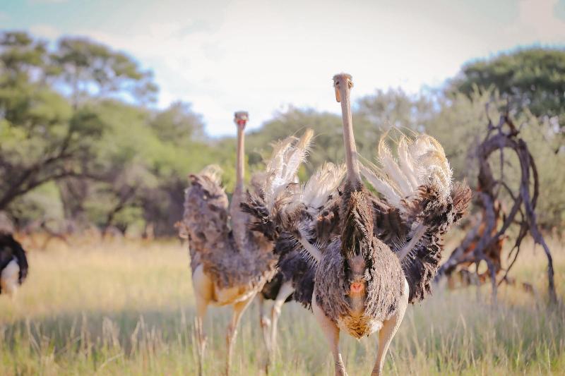 Okapuka Safari Lodge image