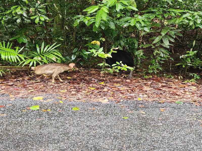 Mist At Cape Tribulation image