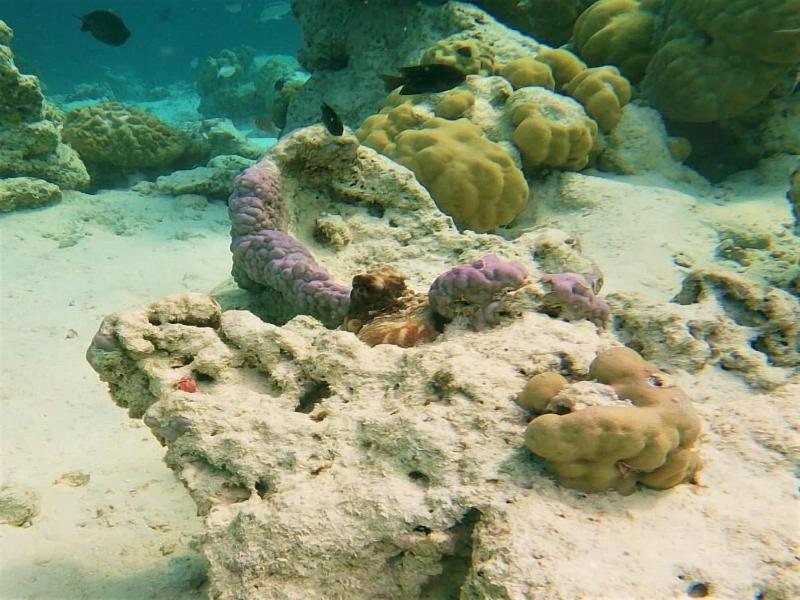 One The Island image