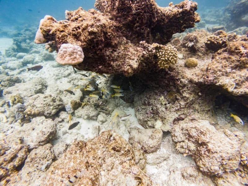 One The Island image