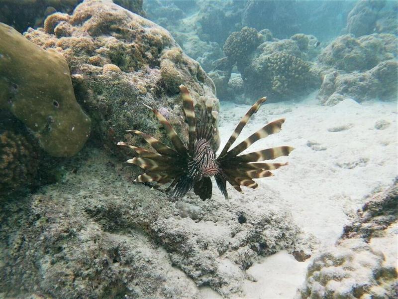 One The Island image