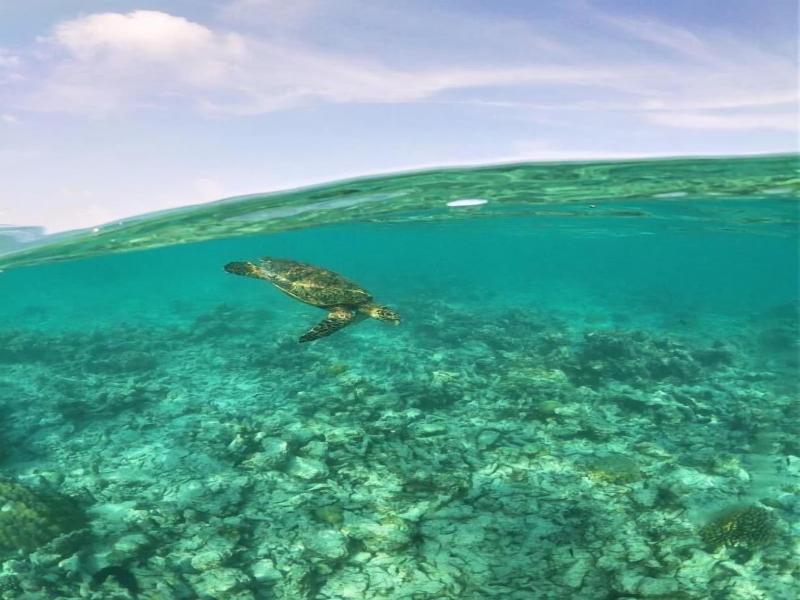 One The Island image