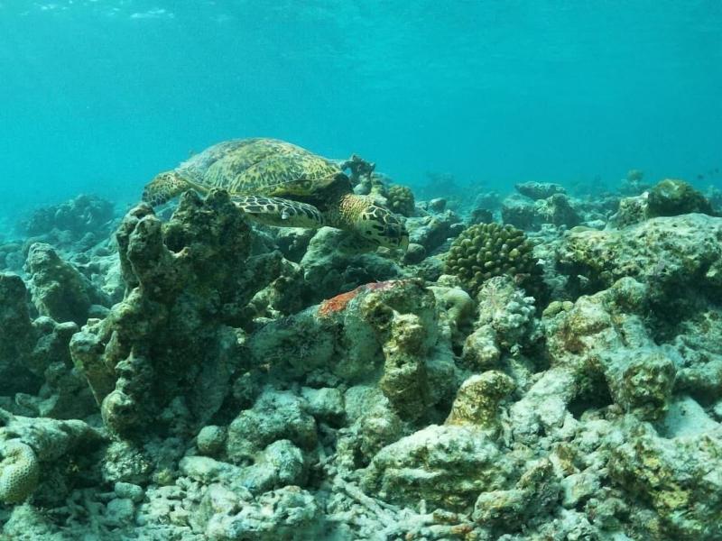 One The Island image