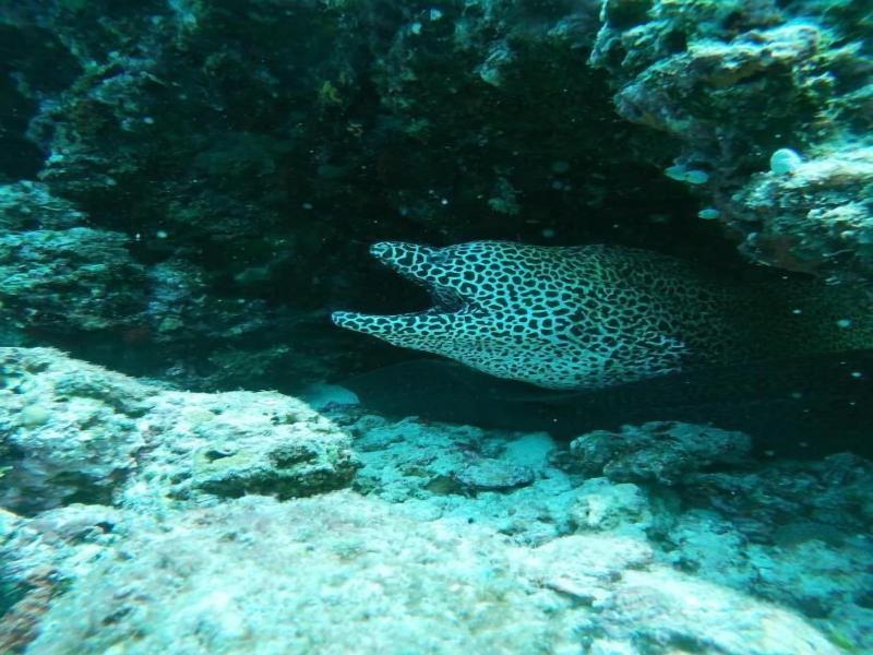 One The Island image
