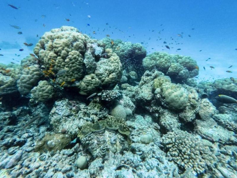 One The Island image