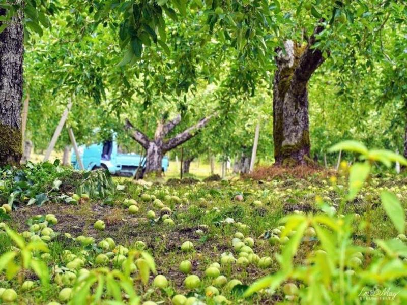Daichan Farm Guest House image