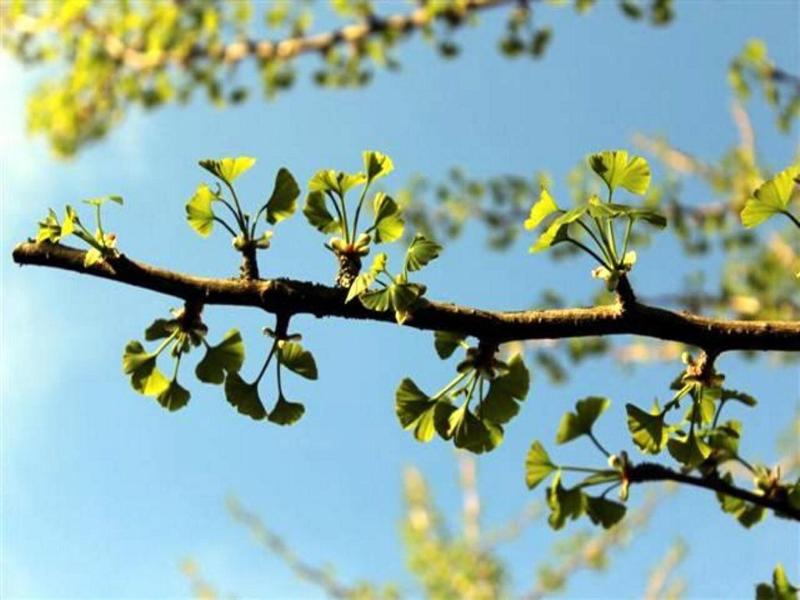 Hotel Zum Ginkgobaum image