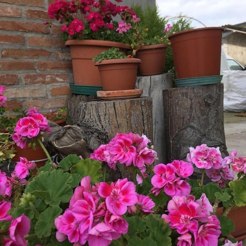 Le Rondini image