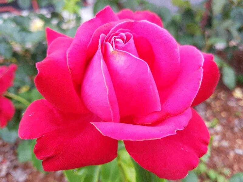 Le Jardin Des Roses image