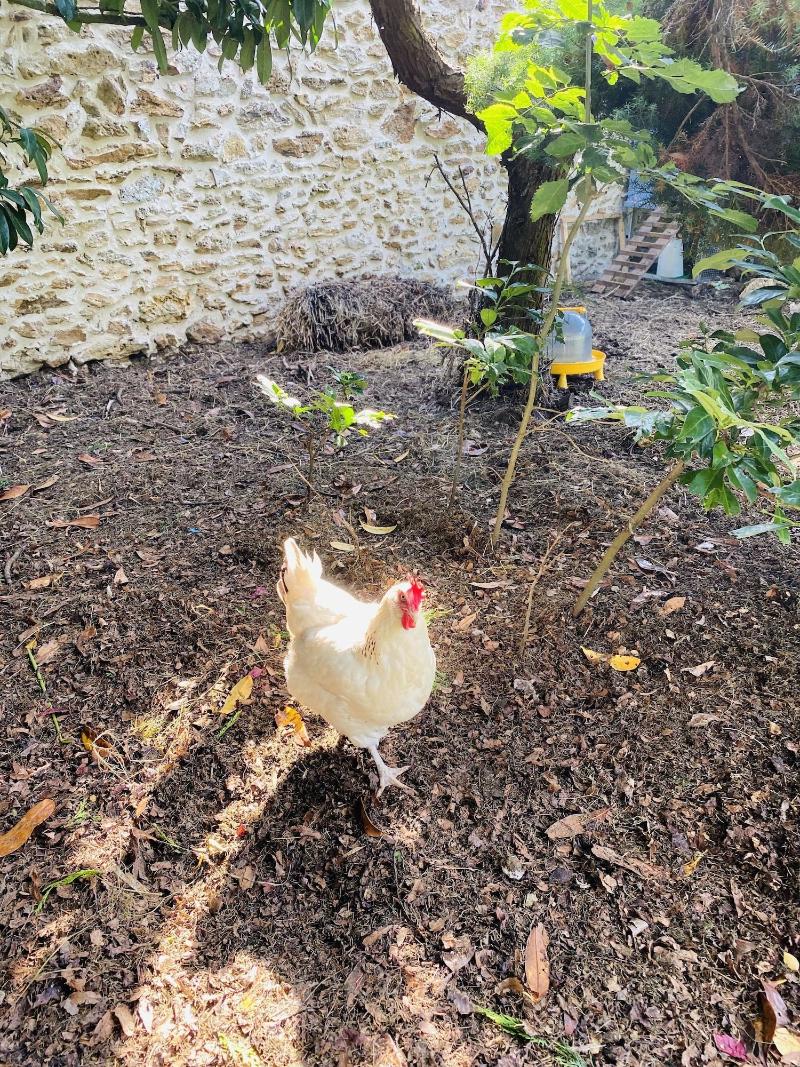 Domaine Des Trois Cha Teaux image