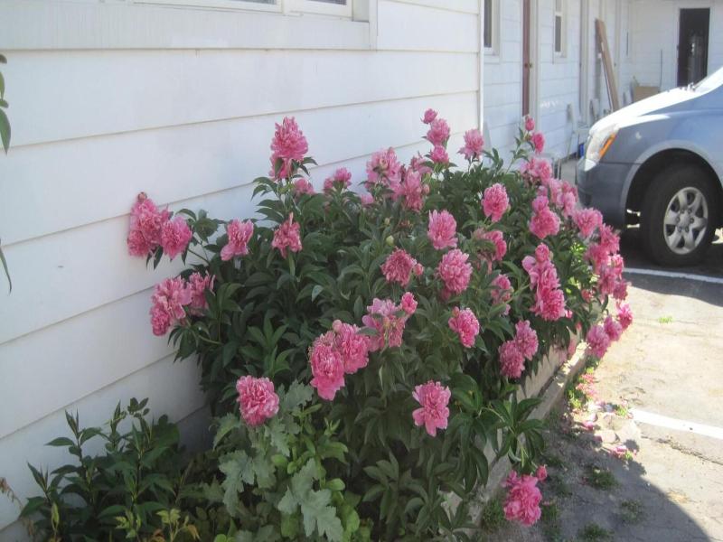 Rosecourt Motel image
