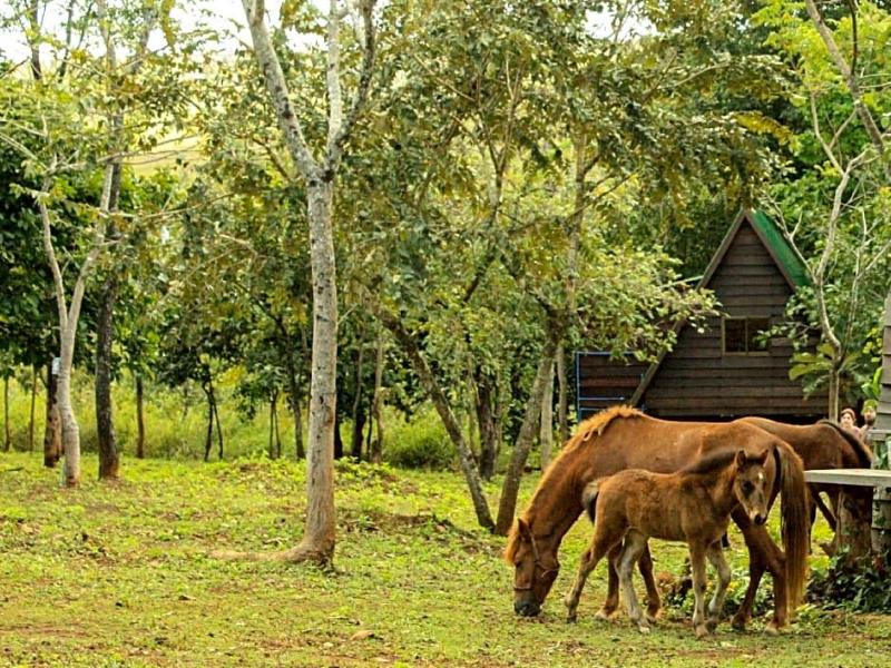 Nature Lodge