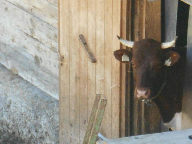 Gasthof Pesbichl image