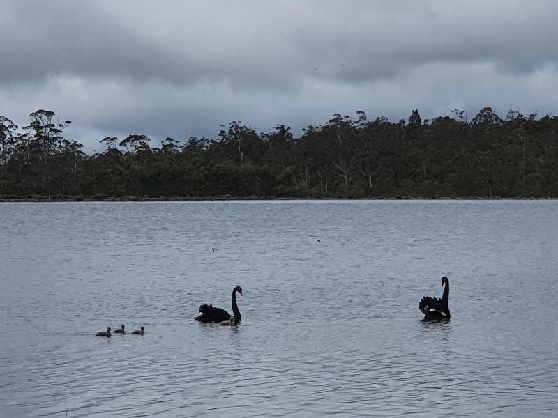 Lake Yalleena Cabins