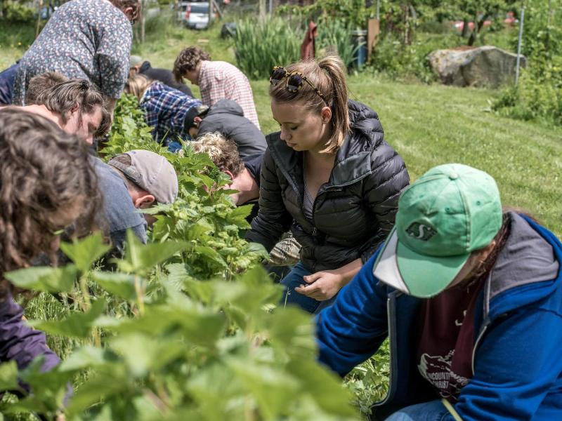 Nettles Farm image
