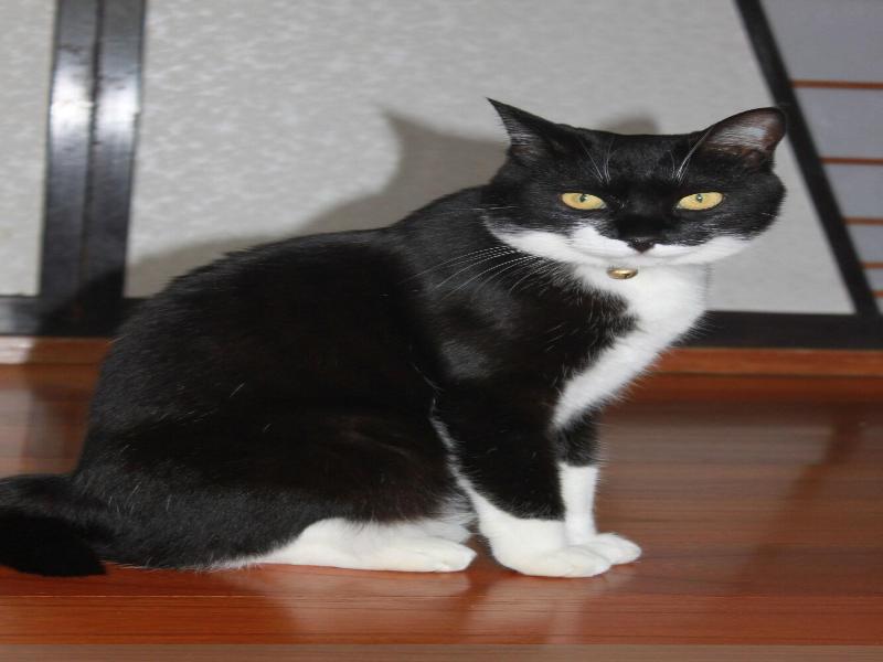 Rosencat