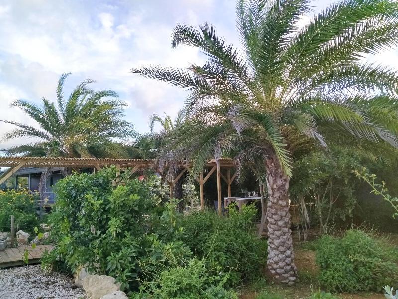 Red Palm Village image
