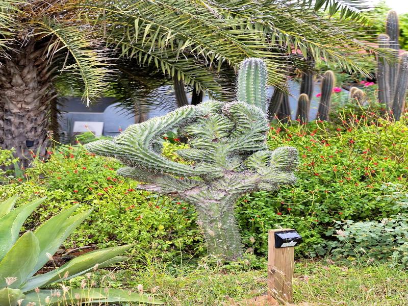 Red Palm Village image
