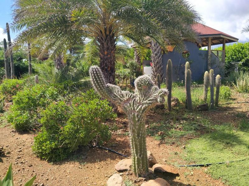 Red Palm Village image