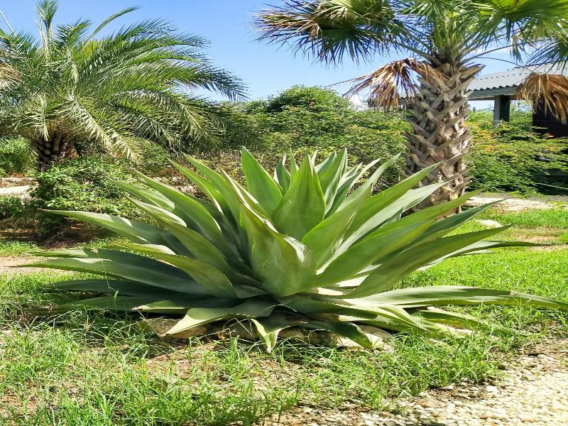 Red Palm Village image