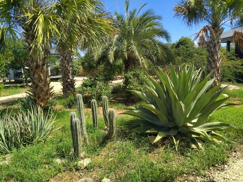 Red Palm Village image