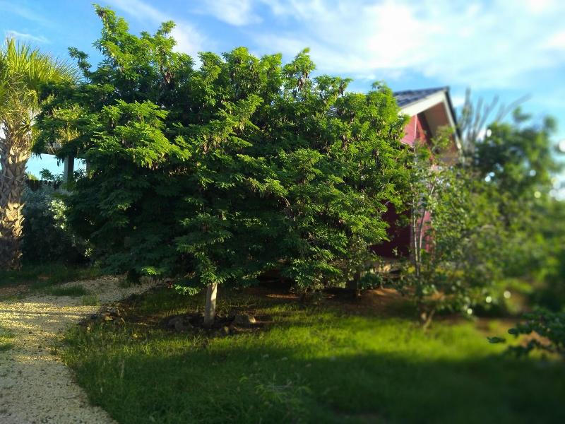 Red Palm Village image