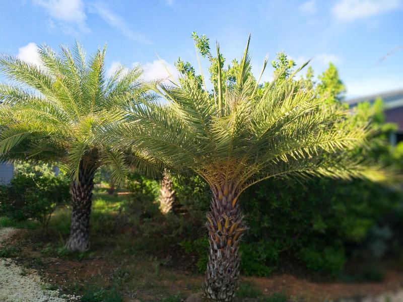 Red Palm Village image