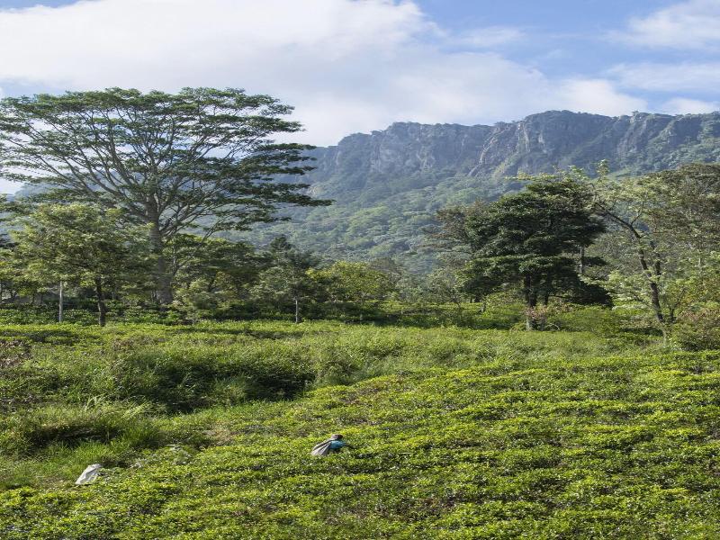 W15 Hanthana Estate Kandy All Inclusive